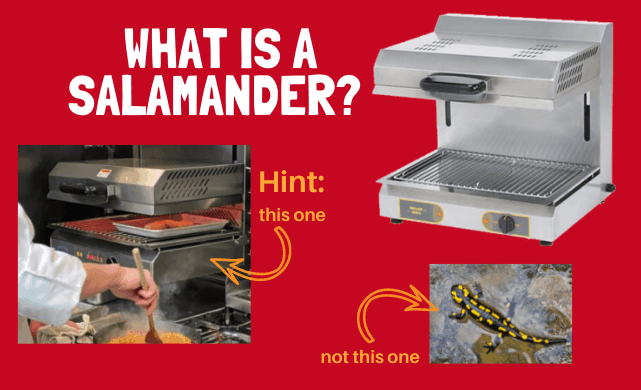 salamanders